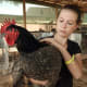 Jersey Giant Chicken