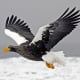 Steller's Sea Eagle in flight