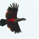 Pesquet's Parrot in flight