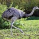 Greater Rhea