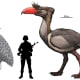 Size comparison to man