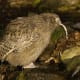 Blakiston's Fish Owl eating a fish