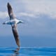 Wandering Albatross wingspan