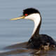 Western Grebe