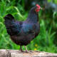Jersey Giant Chicken