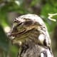 Common Potoo