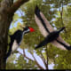 Ivory-Billed Woodpecker wingspan