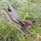 Superb Lyrebird