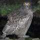 Blakiston's Fish Owl