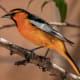 An adult male Bullock's oriole is flame-orange and black with a white wing patch and a very neat black line running through the eye area.
