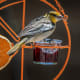 Female Bullock's orioles are washed in gray and a pale orange and are much less vibrant than the males. They remain paired up throughout the breeding season but may find other mates in later years. We chose this simple feeder, which they love.