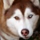 Here is a Siberian husky with complete heterochromia. 