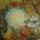 Gilchrist's sea urchin