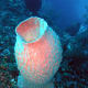 Foto di Porifera non identificata da Wikipedia