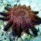 Acanthaster brevispinus 