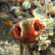 Zdjęcie niezidentyfikowanej morskiej squirt z Wikipedii