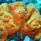 Niezidentyfikowane Porifera zdjęcie z Wikipedii