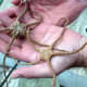 Brown-striped brittle stars