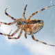 Araneus diadematus