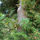  Western Red Cedar mit Zapfen und Blättern von einem amerikanischen sweetgum Baum