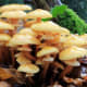 Evidence of the world's largest organism can be seen through its fruiting bodies (honey mushrooms) in the fall.