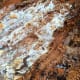 The white rot attacks and gradually kills trees.