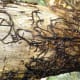 Black rhizomorphs invade the host, allowing white rot to piggyback and attack the host.