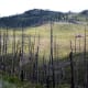 Dead trees indicate the fungus' path.