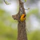 Not only is the Altamira oriole the largest oriole in the United States, its nest is the longest of any other bird found in North America.