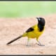 The Audubon's oriole (is one of the favored hosts of the nest-parasitic bronzed cowbird; more than half of all oriole nests in Texas have cowbird eggs in them.