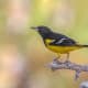 A Scott's oriole photographed in Texas.