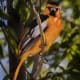 A Bullock's oriole photographed in our back yard in Rio Rancho, New Mexico.