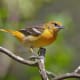 Female and immature male Baltimore orioles are a bit more subtle in their coloring. They are yellow-orange on the breast, and gray on the head and back. They have two bold white wing bars.