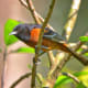 A male orchard oriole is a russet color instead of the typical flame orange color of the Baltimore oriole.