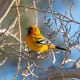 A streak-backed oriole (Icterus pustulatus) photographed in Yuma, Arizona.