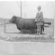 Ann Parker standing by the Black Angus Bull.