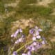 The gorgeous purple flowers of Diplotaxis acris are edible. (January 30, 2019, Al Bidea, Al Ula Governorate, Madinah Province Northwestern Saudi Arabia)