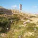 The lovely annual plant appears after the winter rains. (January 30, 2019, Al Bidea, Al Ula Governorate, Madinah Province Northwestern Saudi Arabia)