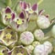 The gorgeous flowers of Calotropis procera never fail to attract botanists and nature-lovers. (September 14, 2018, Jeddah, KSA)