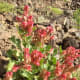 The leaves of "Hummaied" (Rumex vesicarius L.) can be eaten raw in salads or cooked with pulses and other menu of your desire. (February 2, 2019, WAl-Wahba Crater, Harrat Kishb, Western Saudi Arabia)