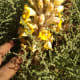 Cistanche tubulosa. It is a privilege to see "her" again after 23 years! (March 7, 2019, Al Khumra, Jeddah, KSA)