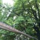The tail of the T. rex model and the branches of a horse chestnut tree.