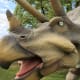 A side view of Triceratops