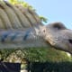 Amargasaurus