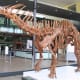 A skeletal cast of Amargosaurus