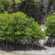 Indonesian Mangrove Forest is an example of a natural ecosystem.