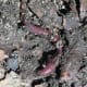 Soil is an example of a microecosystem.