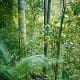 Dipterocarp Forest is an example of a natural ecosystem.