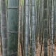 Bamboo Forest is an example of a natural ecosystem.