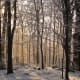 Beech Forest is an example of a natural ecosystem.